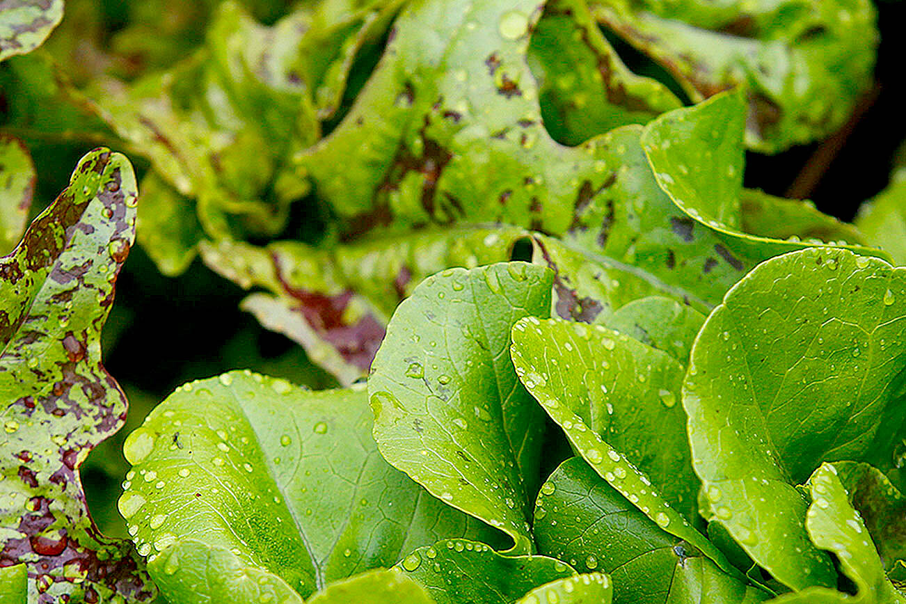 Mark Mulligan / Herald file
The Snohomish Conservation District is hosting a “Lawns to Lettuce” webinar Nov. 4 via Zoom.
