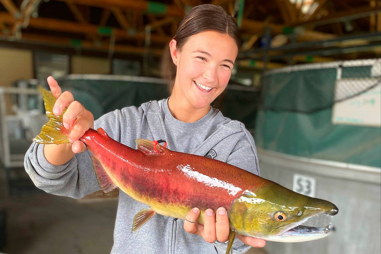 Chelbee Rosenkrance, of the Idaho Department of Fish and Game, holds a male sockeye salmon at the Eagle Fish Hatchery in Eagle, Idaho, in September, 2020. Idaho Wildlife officials said Aug. 10, 2021, that an emergency trap-and-truck operation of Idaho-bound endangered sockeye salmon, due to high water temperatures in the Snake and Salomon rivers, netted enough fish at the Granite Dam in eastern Washington, last month, to sustain an elaborate hatchery program. (Travis Brown / Idaho Department of Fish and Game via AP, file)