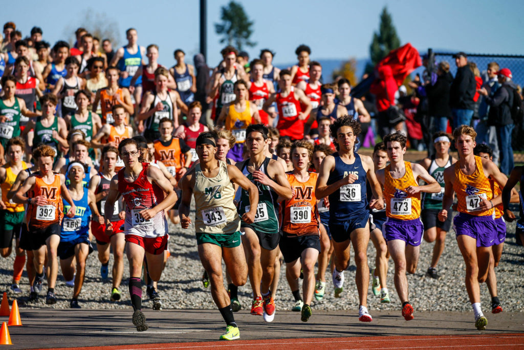 The 3A boys competition is off to the races Saturday afternoon during the District 1 Cross Country Championships at Lakewood High School in Arlington on October 30, 2021. (Kevin Clark / The Herald)
