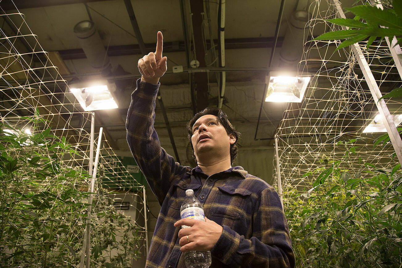 Green Haven LLC owner Vince Nguyen points out the venting through filters and fans built to contain the smell of marijuana from leaving the building, on Wednesday, Oct. 27, 2021 in Darrington, Washington.  (Andy Bronson / The Herald)