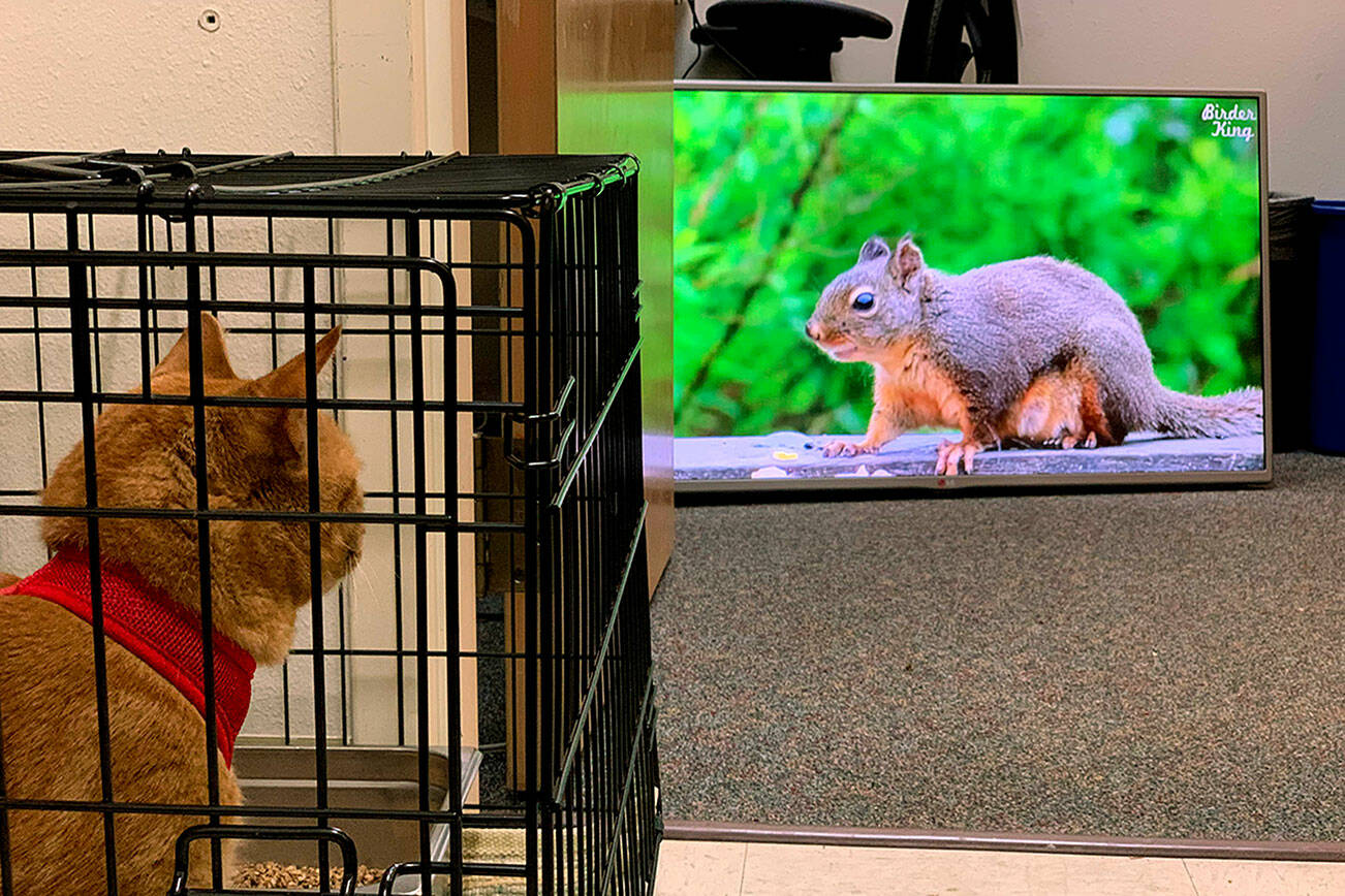 A cat watches TV at PAWS in Lynnwood. The animal rescue is seeking TV donations for all the cat rooms. It helps the cats from feeling lonely and acts as a window of sorts for them to watch birds and squirrels. (Lynn Jefferson / PAWS)