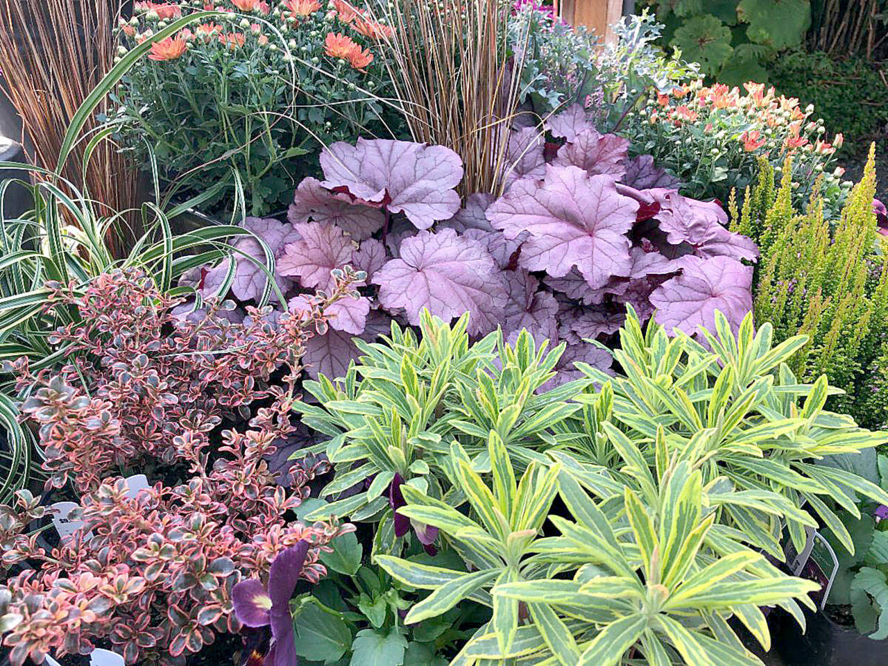 Winter-interest plants include heuchera, euphorbia and more. (Sunnyside Nursery)
