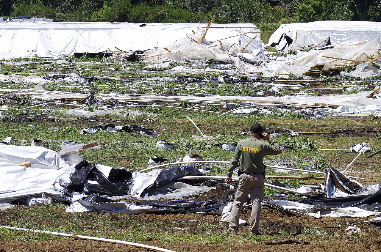 Josephine County Sheriff Dave Daniel stands amid the debris of plastic hoop houses destroyed by law enforcement, used to grow cannabis illegally, near Selma, Oregon, on June 16. (Shaun Hall/Grants Pass Daily Courier via AP, File)
