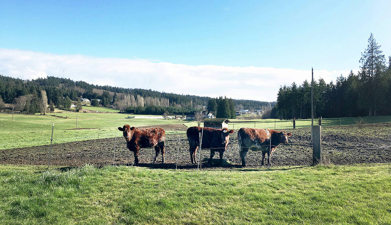 A southern view of the Gabelein Family Trust farmland with cattle visible in foreground. (Photo provided)
