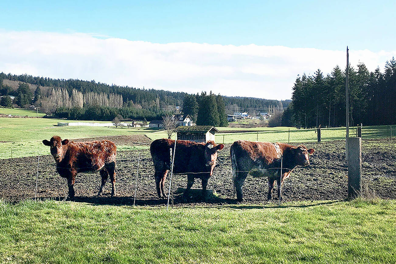 A southern view of the Gabelein Family Trust farmland with cattle visible in foreground. (Photo provided)