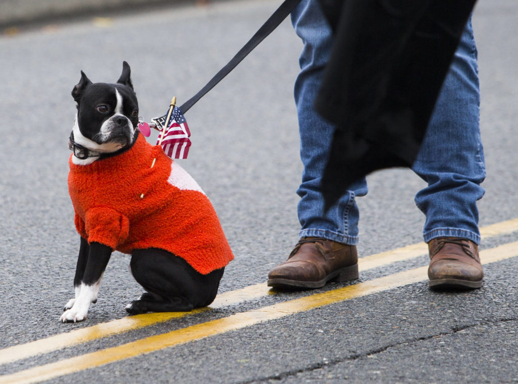A dog wears a small American flag during the Veterans Day Parade on Thursday, Nov. 11, 2021 in Arlington, Wa. (Olivia Vanni / The Herald)
