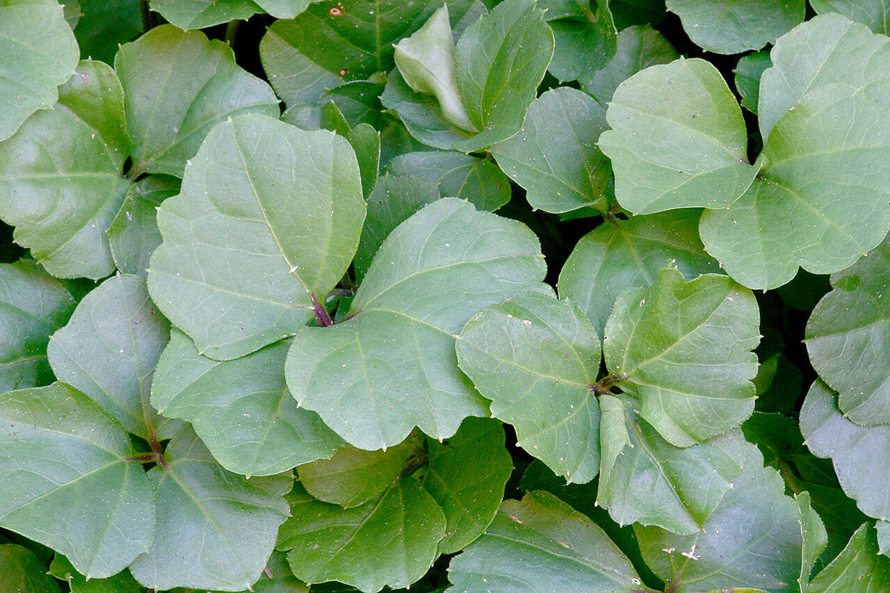 Cardamine trifolia has three palmate, dark green leaflets that are topped in spring with short spikes of small white cupped flowers. (Richie Steffen)