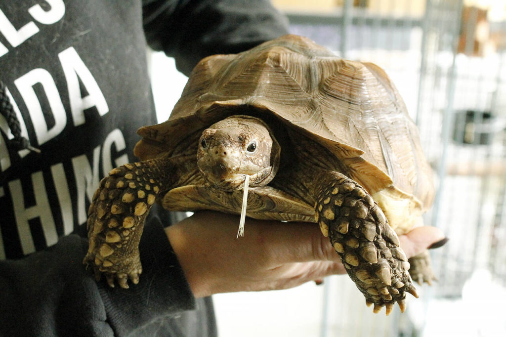 Critters & Co. Pet Center is home to a wide variety of unusual animals, such as this tortoise named Raja that could live to be over 100 years old. (Kira Erickson / South Whidbey Record)
