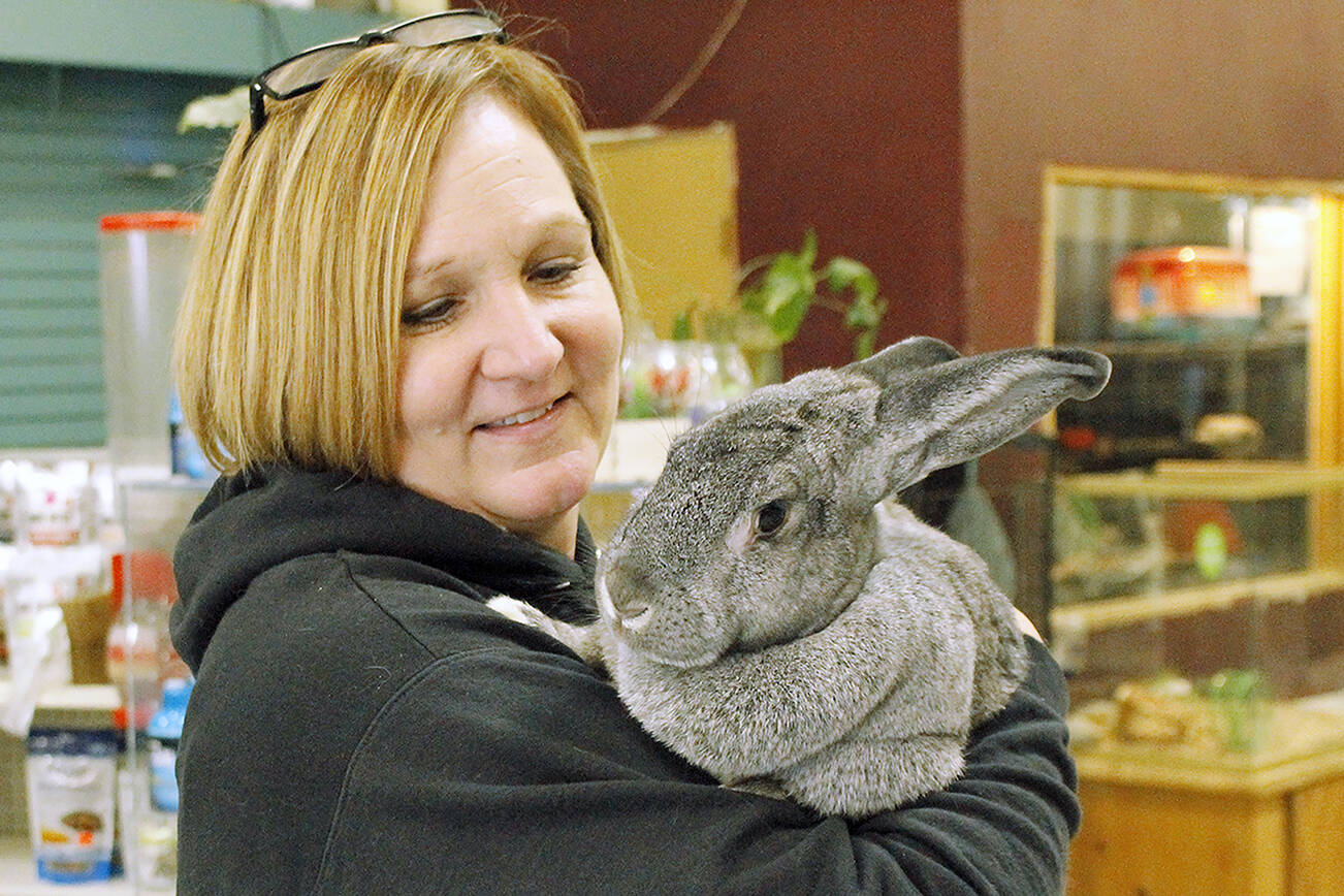 Flemish giant rabbit Sir Lancelot is held by Debbie Wilkie, owner of Critters & Co. Pet Center in Clinton. (Kira Erickson / South Whidbey Record)