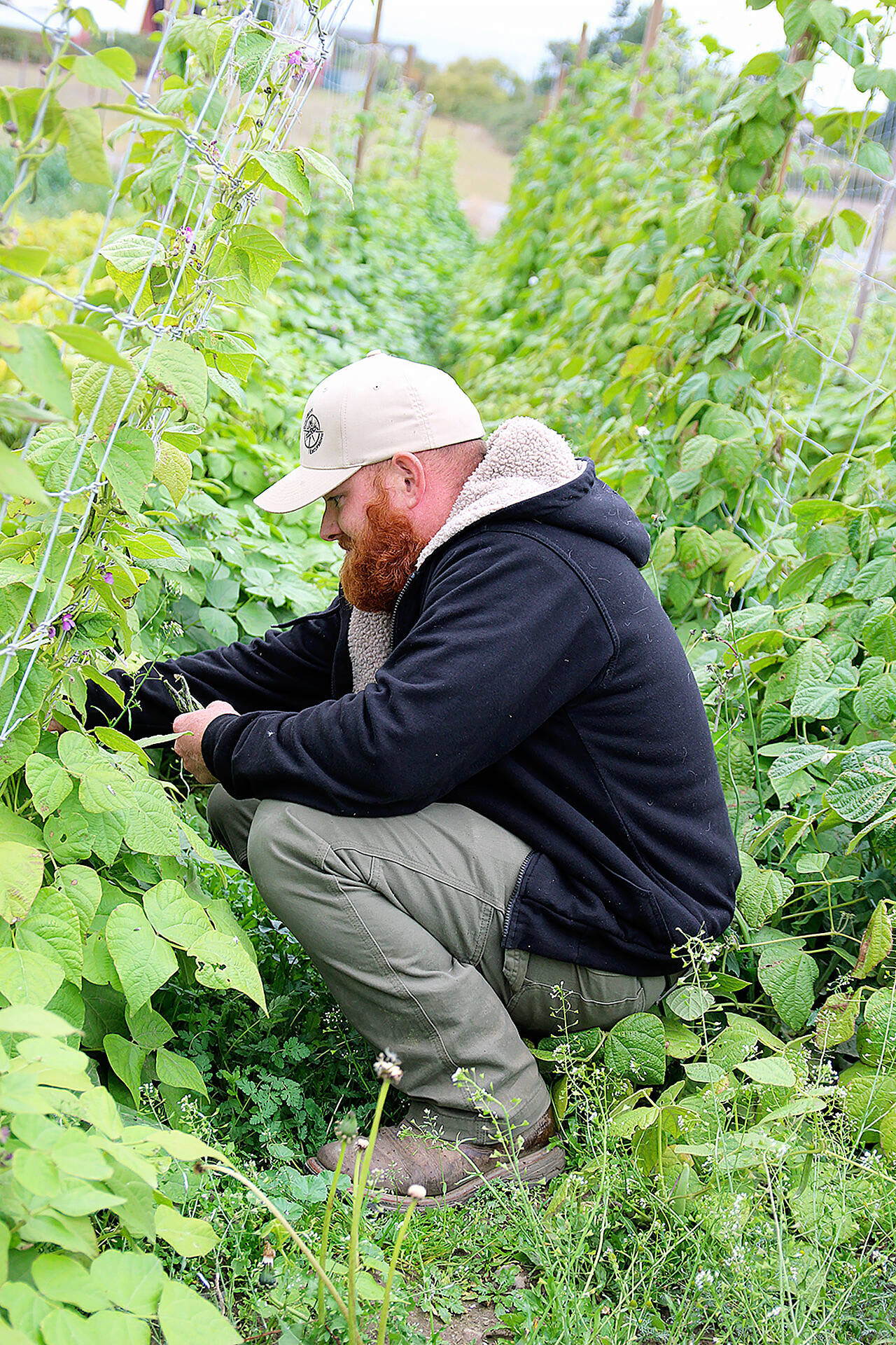 In this 2018 photo, Kyle Flack of Bell’s Farm harvests beans from the garden. (Laura Guido / Whidbey News Group file)
