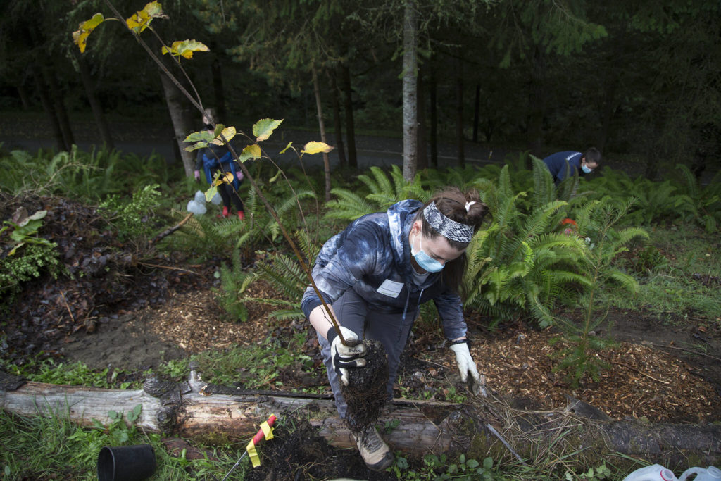 Volunteer Megan Gossen prepares to plant a paper birch tree for Green Everett Day at Forest Park on Oct. 2. (Andy Bronson / The Herald)
