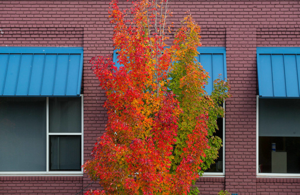 A tree shows its colors along California Street in downtown Everett on Oct. 4. (Andy Bronson / The Herald)
