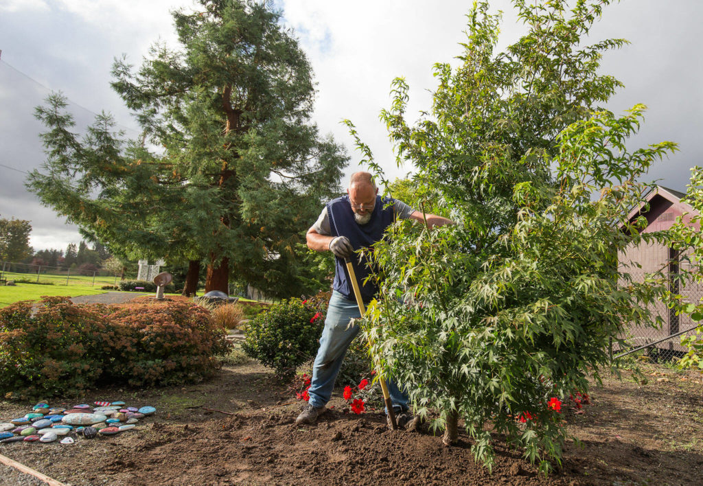 Volunteer Trevor Cameron pushes a japanese maple and fills in dirt around the base at the Evergreen Arboretum and Gardens on Wednesday, Oct. 6, 2021 in Everett, Washington. (Andy Bronson / The Herald)
