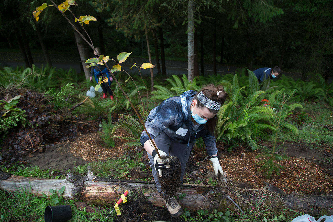 Volunteer Megan Gossen gets ready to plant a paper birch tree for Green Everett Day at Forest Park on Saturday, Oct. 2, 2021 in Everett, Washington.  (Andy Bronson / The Herald)