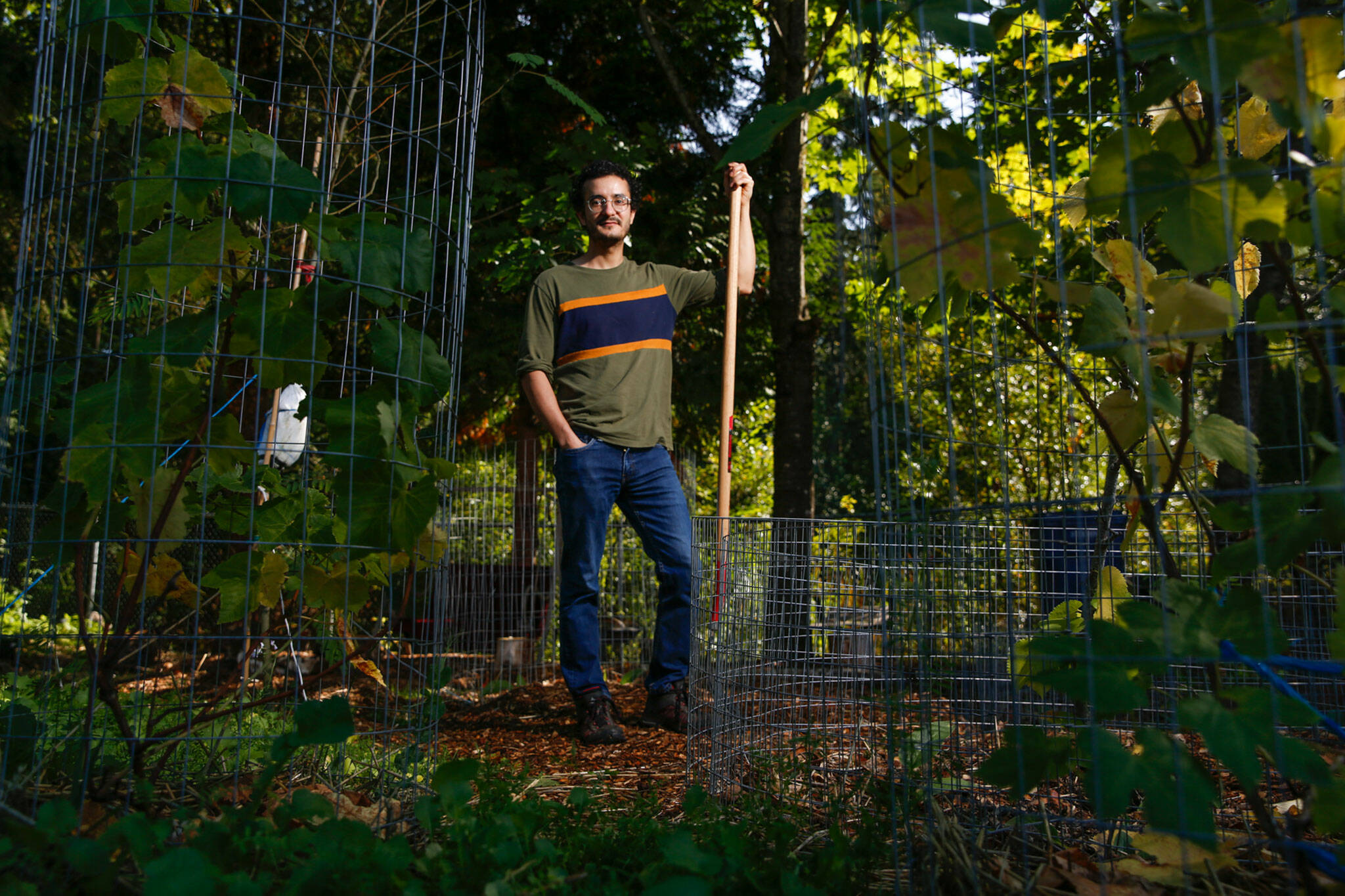 Saman Shareghi is organically farming in his parents’ yard in Bothell. (Kevin Clark / The Herald)