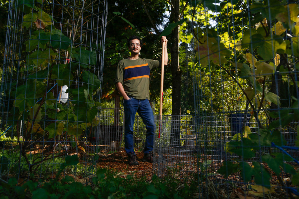 Saman Shareghi is organically farming in his parents’ yard in Bothell. (Kevin Clark / The Herald)
