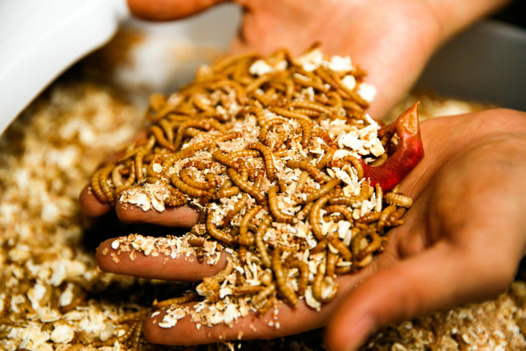 Saman Shareghi is growing mill worms to feed his chickens in his organic farm project in his parents’ yard in Bothell. (Kevin Clark / The Herald)
