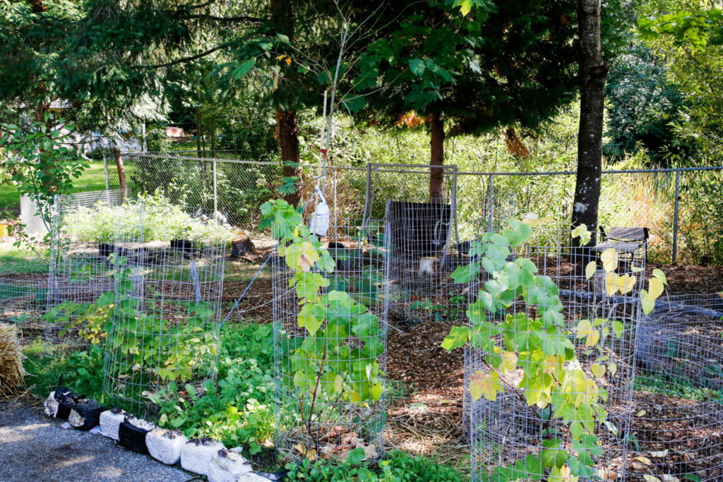 Saman Shareghi is organically farming in his parents’ yard in Bothell. (Kevin Clark / The Herald)
