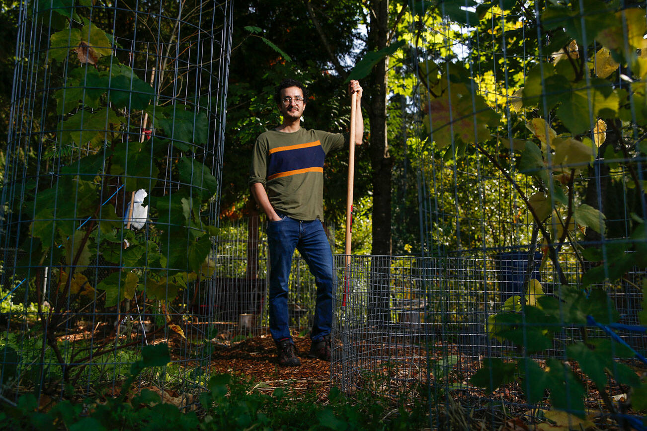 Saman Shareghi is organically farming in his parents yard in Bothell. (Kevin Clark / The Herald)