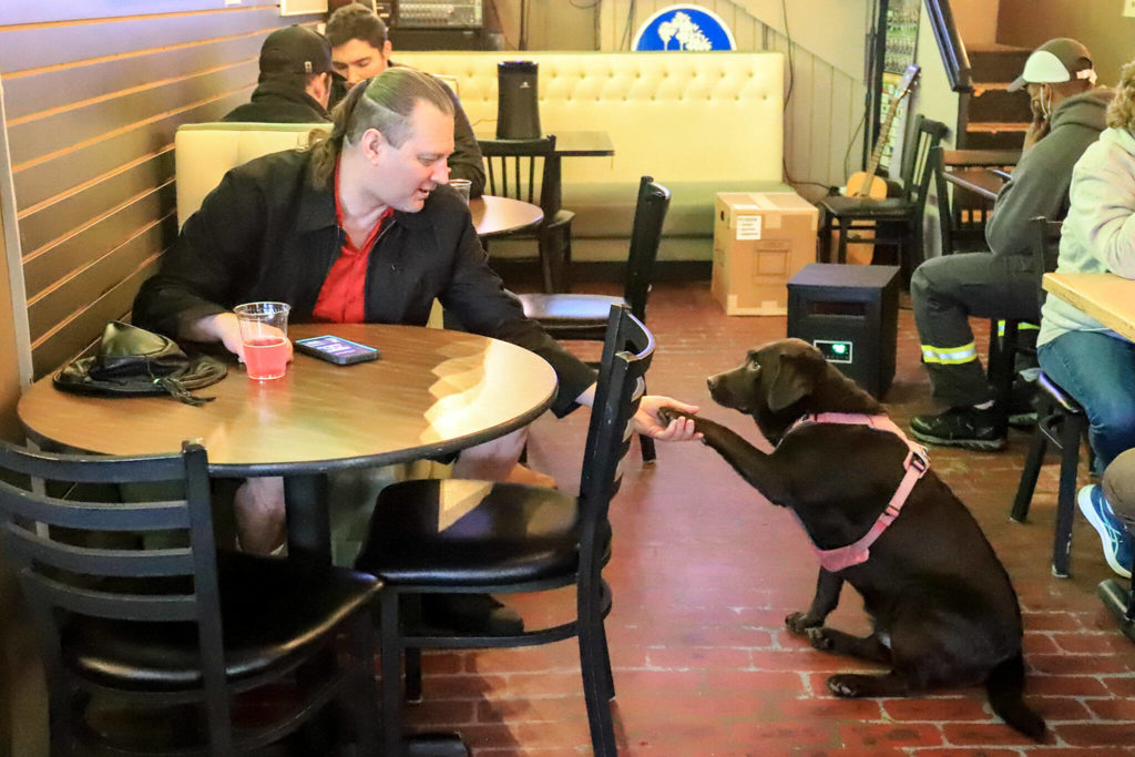 Regulars Michael Fay and Java greet one another Friday afternoon at Brews Almighty in Everett. (Kevin Clark / The Herald)
