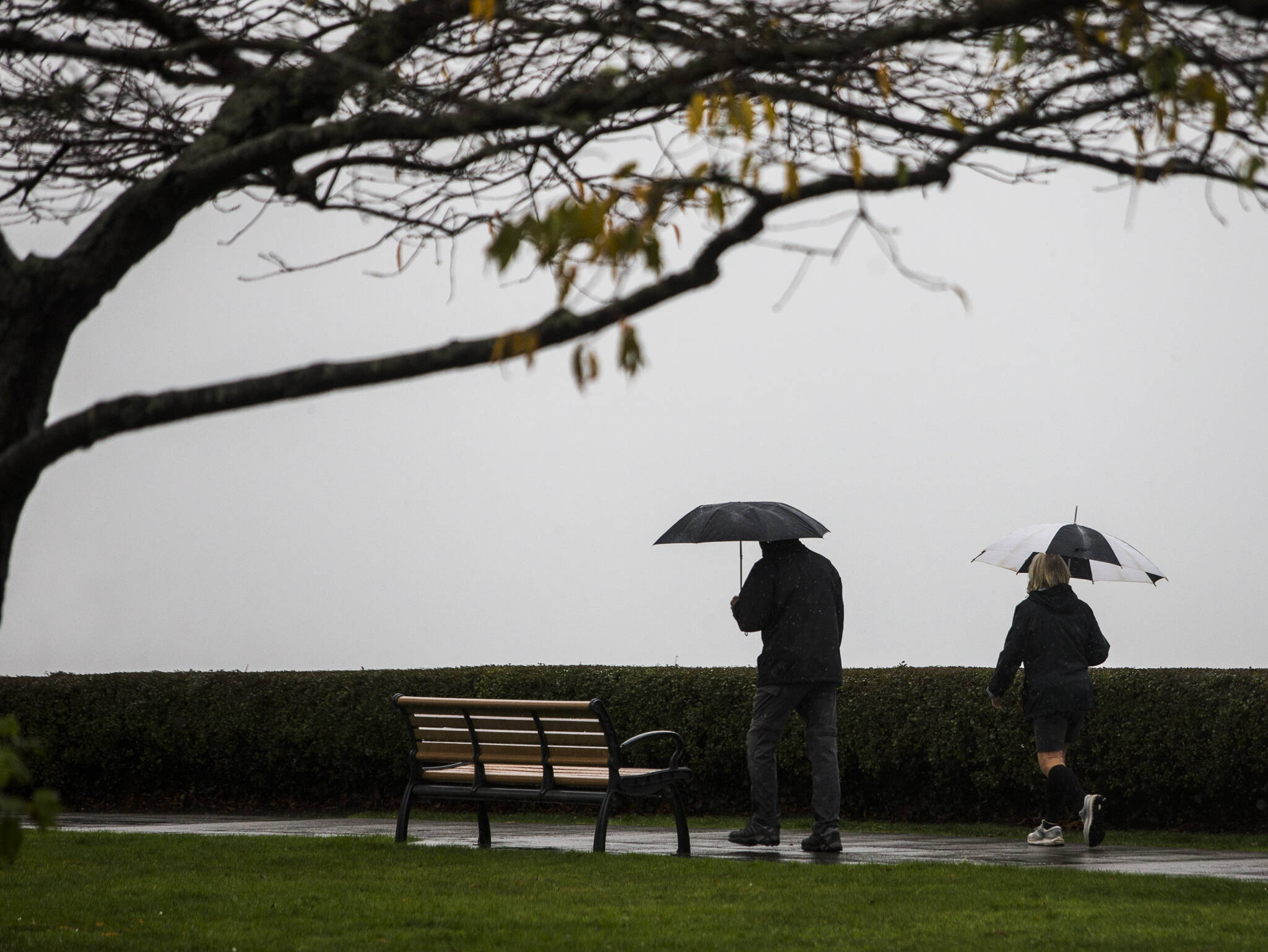 People walk through rainy Grand Avenue Park on Nov. 12 in Everett. (Olivia Vanni / The Herald)