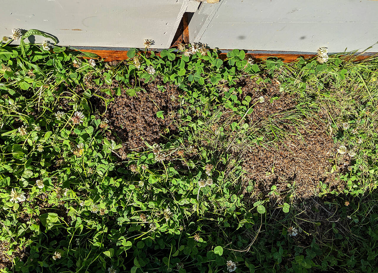 After a pesticide exposure, piles of dead honey bees were found at Getchell Ranch in June. (Charles Coslor)