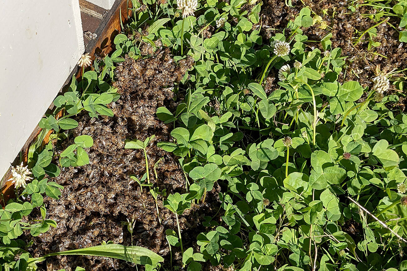 After a pesticide exposure, piles of dead honey bees were found at Getchell Ranch in June. (Charles Coslor)