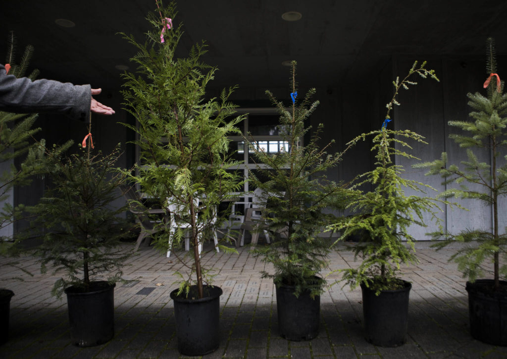 A variety of species of live Christmas trees is available at Adopt A Stream in Everett. (Olivia Vanni / The Herald) 
