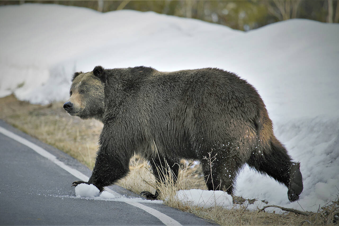 In this undated photo, a grizzly bear is seen just north of the National Elk Refuge in Grand Teton National Park, Wyoming. (Joe Lieb/USFWS via AP, file)