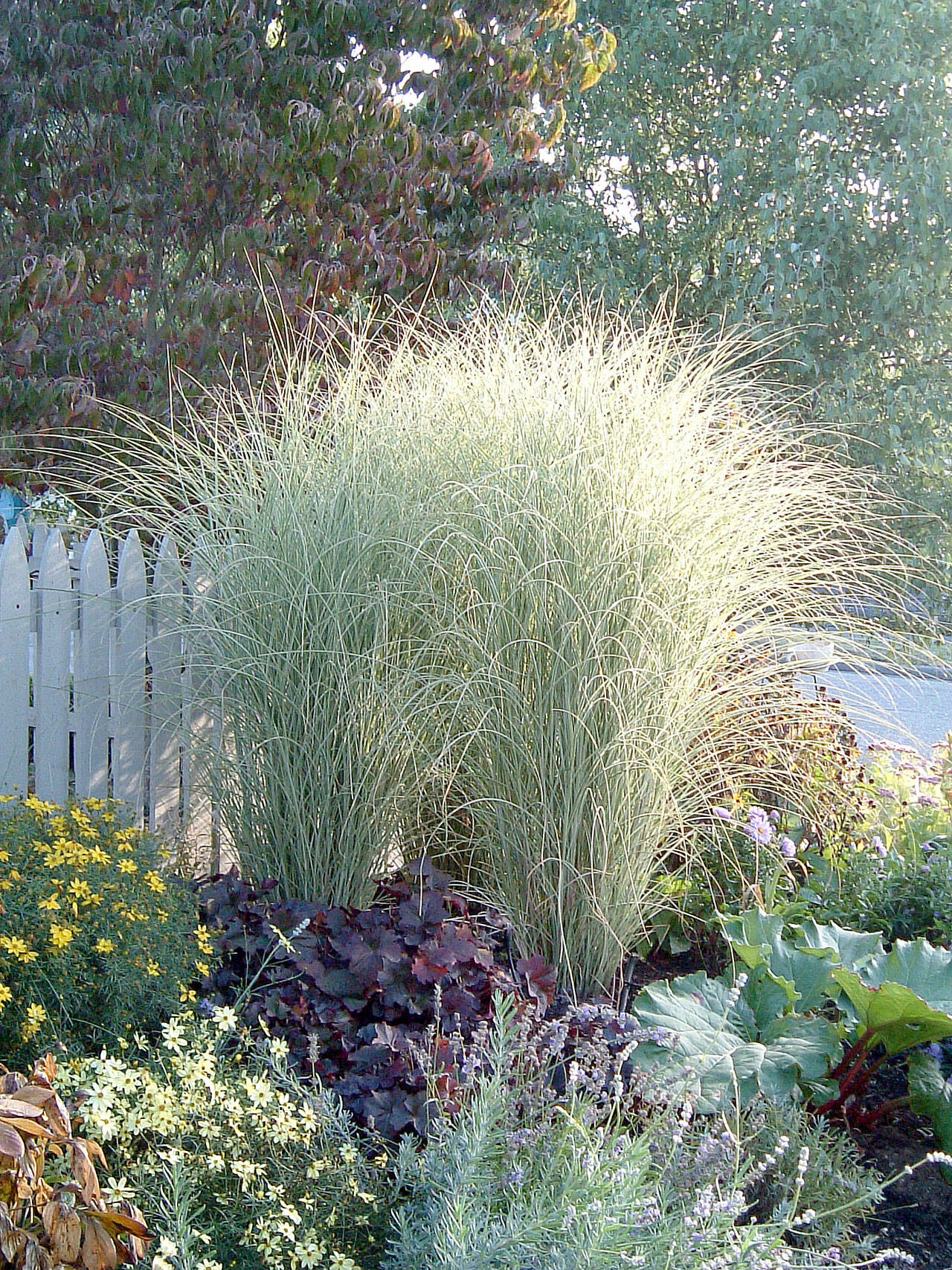 Miscanthus sinensis “Morning Light” is an adaptable large-scale grass that’s handsome and easy to grow. (Richie Steffen)