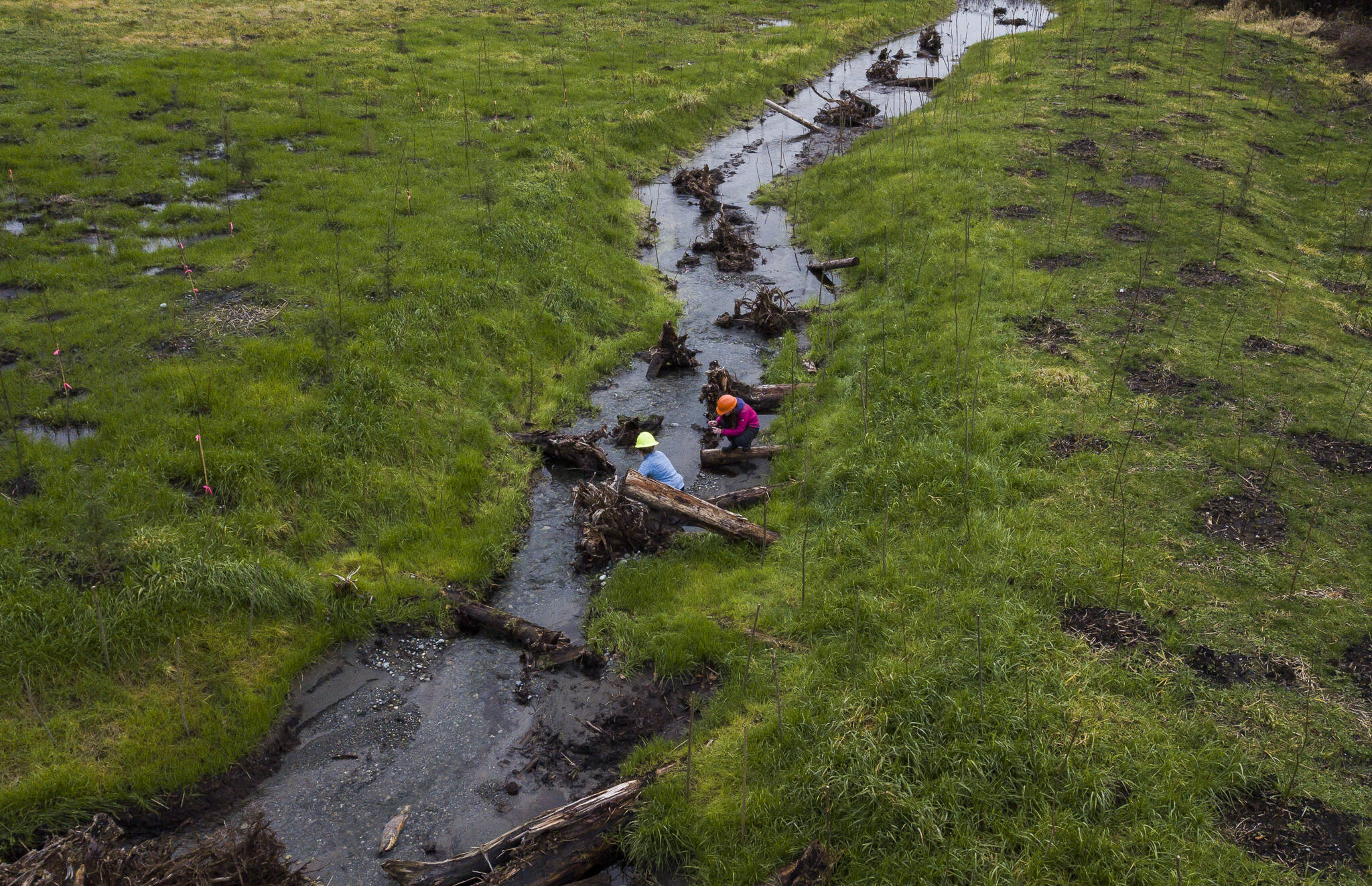 Nicole Vandeputte and Emma Atkinson with Adopt A Stream look for spawning salmon in a newly redirected section of the Olaf Strad tributary on Wednesday in Arlington. (Olivia Vanni / The Herald)