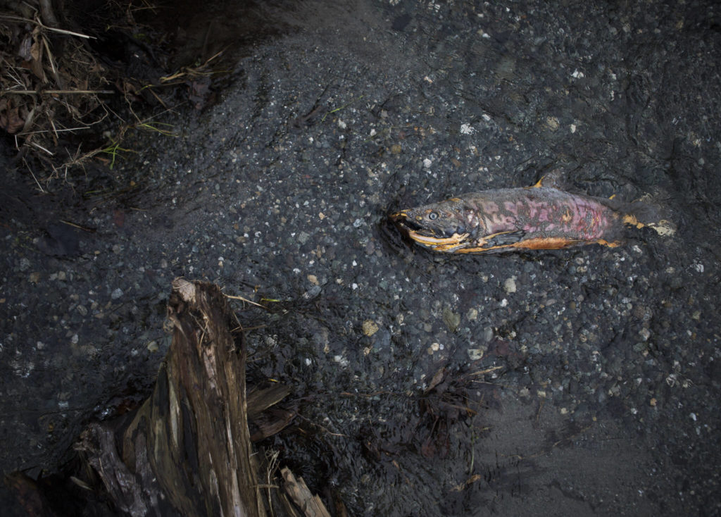 Water moves past a decomposing salmon carcass in the Olaf Strad stream in Arlington. (Olivia Vanni / The Herald) 

