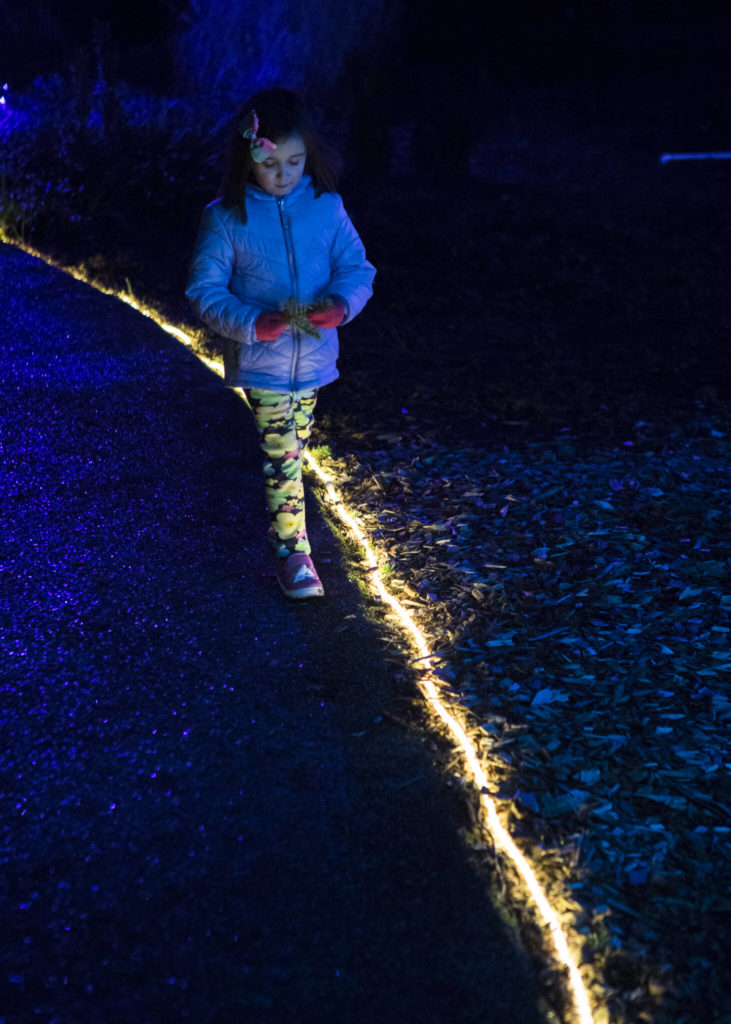 Belle Bresko, 4, walks along an illuminated path at Wintertide Lights in the Evergreen Arboretum in Everett. (Olivia Vanni / The Herald)
