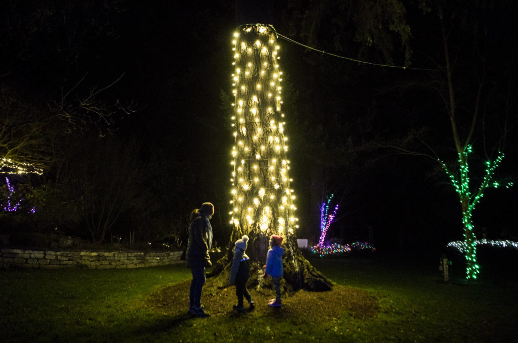 People look up at the decorated trunk of a large tree at Wintertide Lights in the Evergreen Arboretum. (Olivia Vanni / The Herald)
