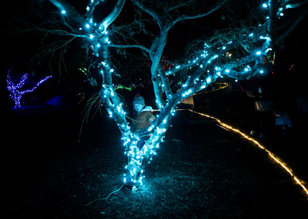Thazy Chaw, 3, pauses to look at a decorated tree at Wintertide Lights in the Evergreen Arboretum. (Olivia Vanni / The Herald)
