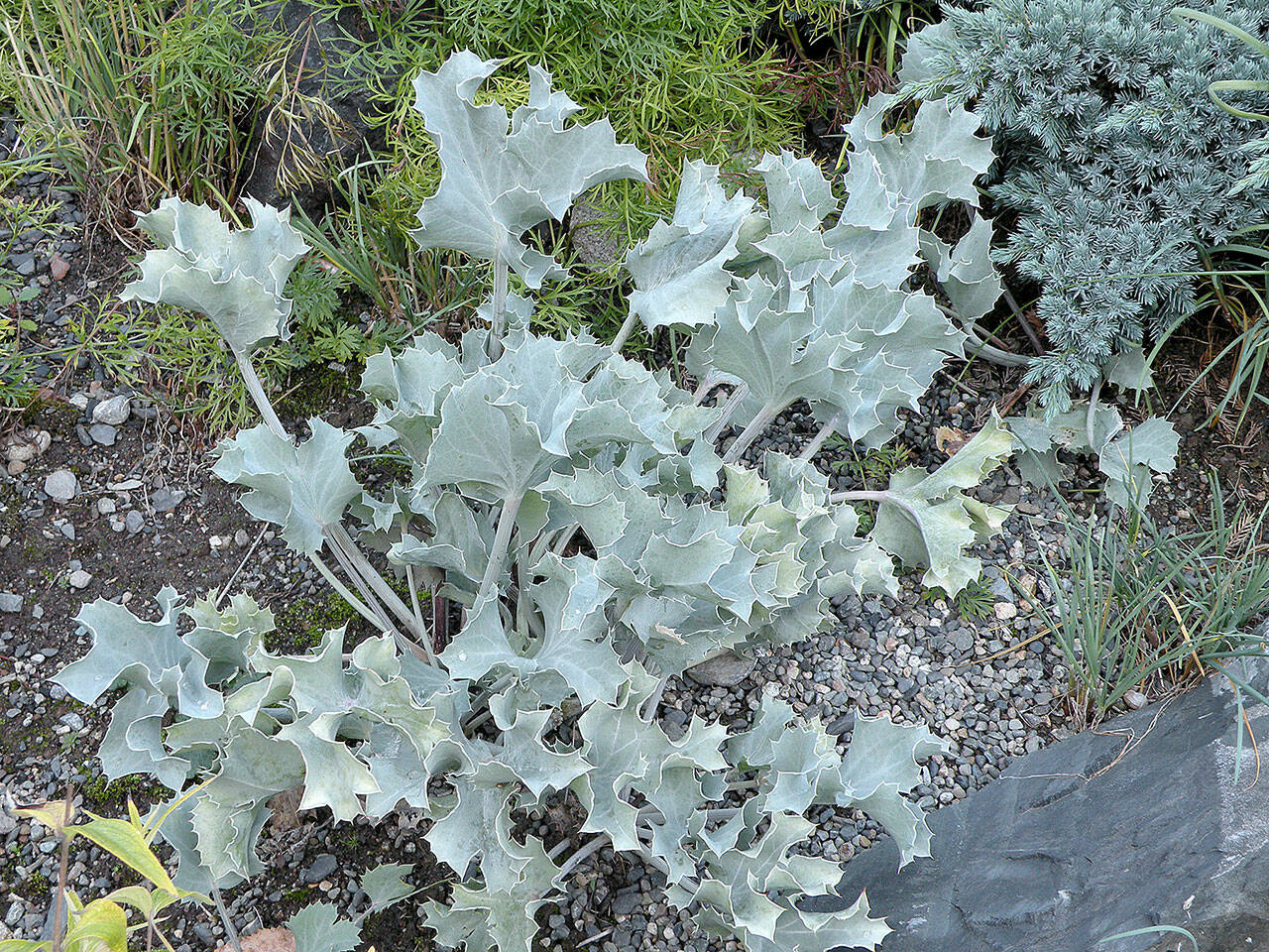 Crambe maritima, commonly called sea kale. (Richie Steffen)