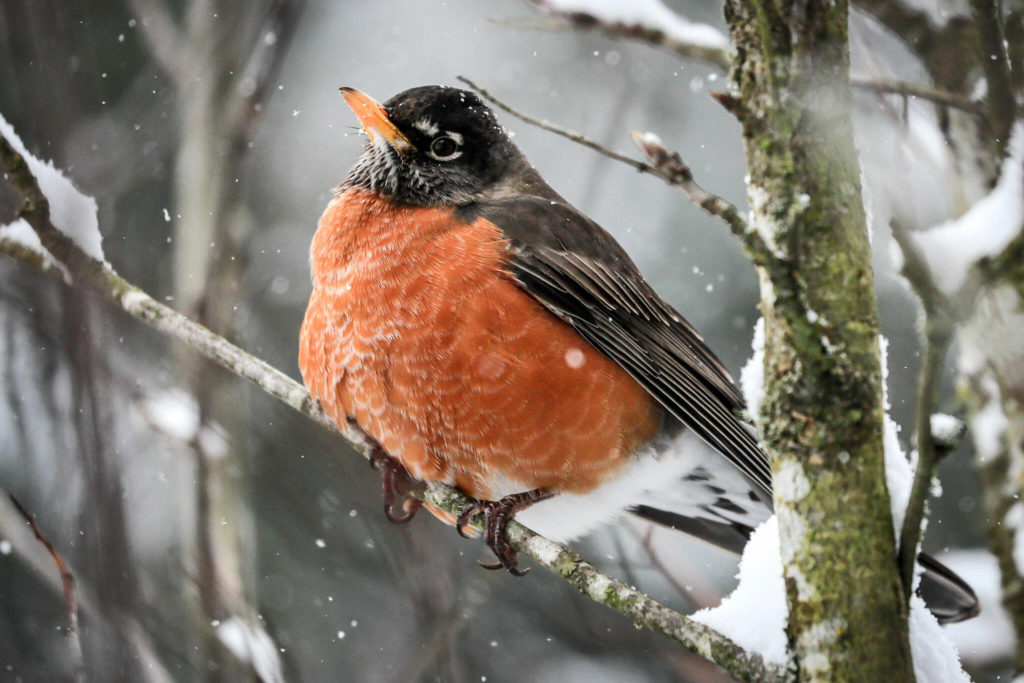 A robin perches puffed up against the wind and snow Sunday afternoon in Everett. (Kevin Clark / The Herald)
