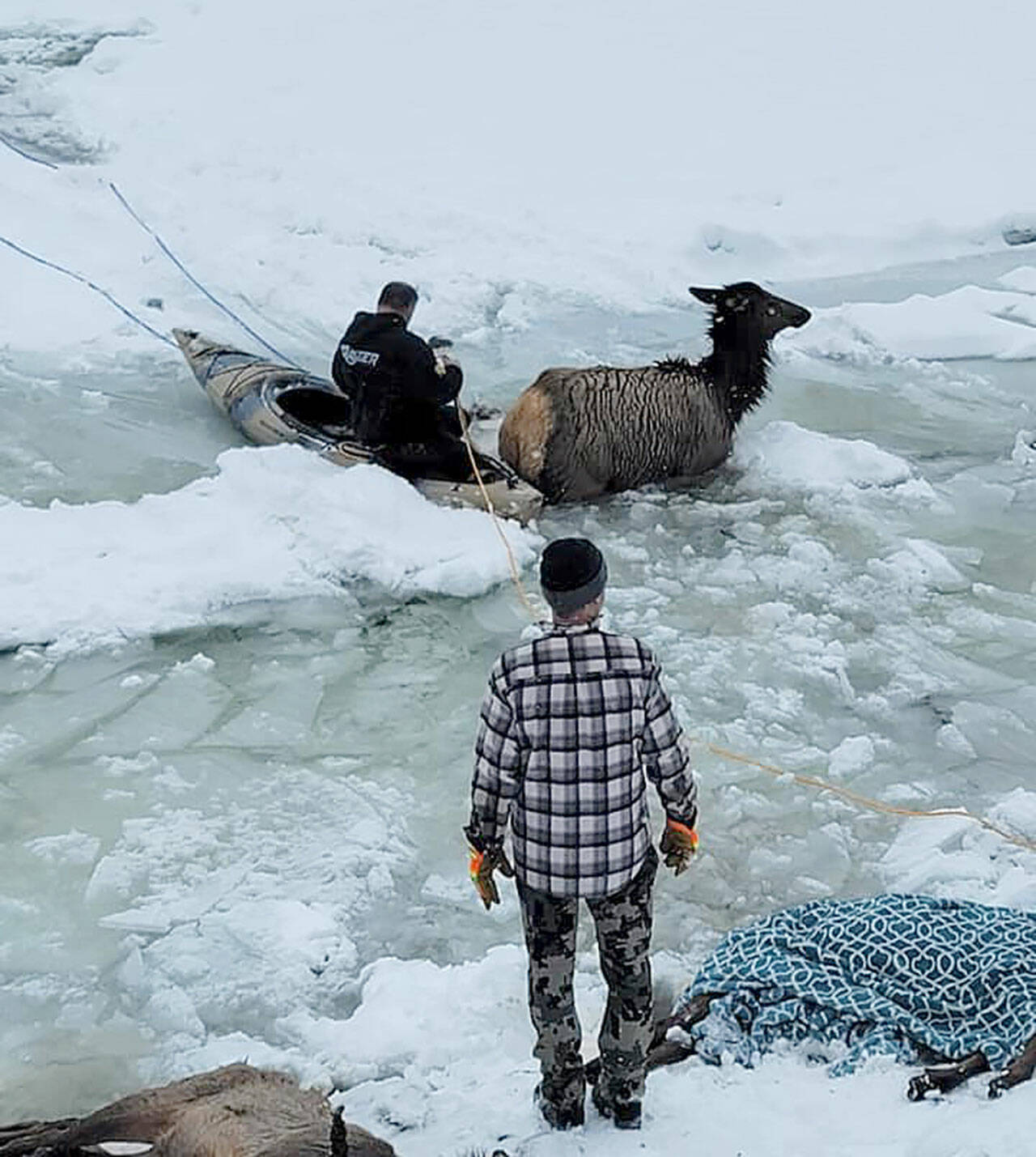 Rescuers work to save elk stuck in the freezing Kettle River in Ferry County on Christmas Eve. (Rylee Stuart)
