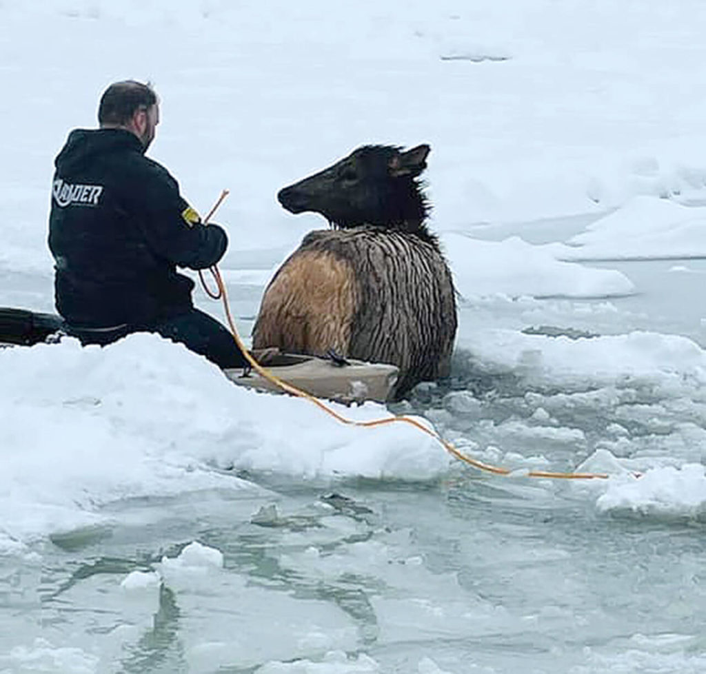 Rescuers work to save elk stuck in the freezing Kettle River in Ferry County on Christmas Eve. (Rylee Stuart)
