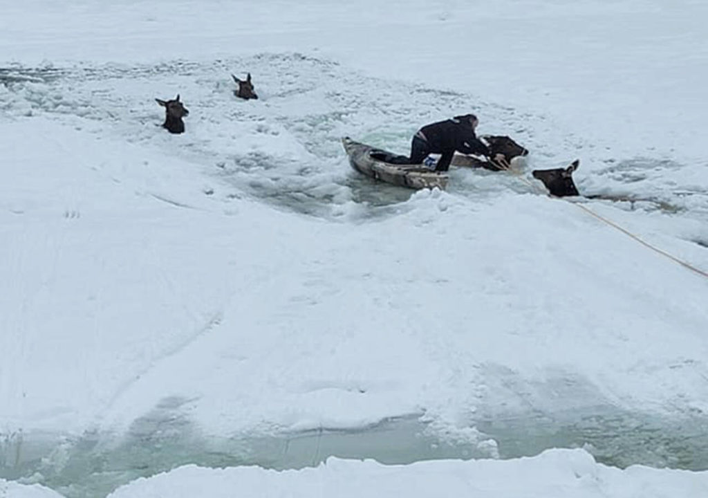 Rescuers work to save elk stuck in the freezing Kettle River on Christmas Eve. (Rylee Stuart)
