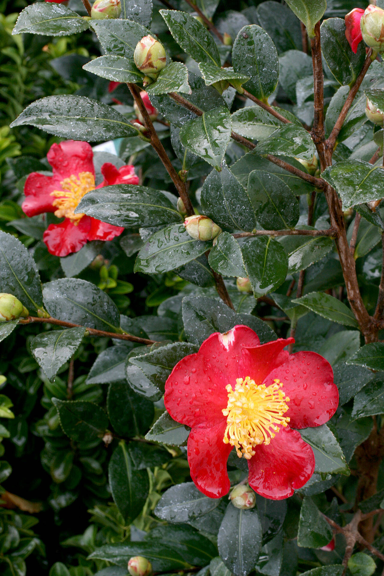 Camellia × vernalis “Yuletide,” commonly called the Yuletide camellia. (Richie Steffen)