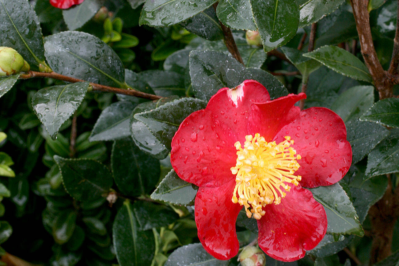 Camellia × vernalis “Yuletide,” commonly called the Yuletide camellia. (Richie Steffen)