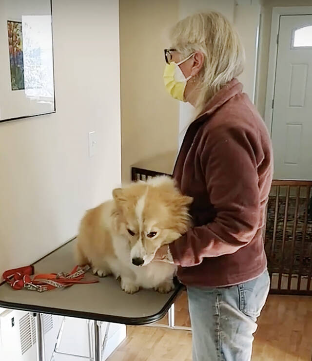 Martha Norwalk, an animal behaviorist who works with Nels Rasmussen, helps a young corgi who refused to walk on a leash. (Nels Rasmussen/YouTube)