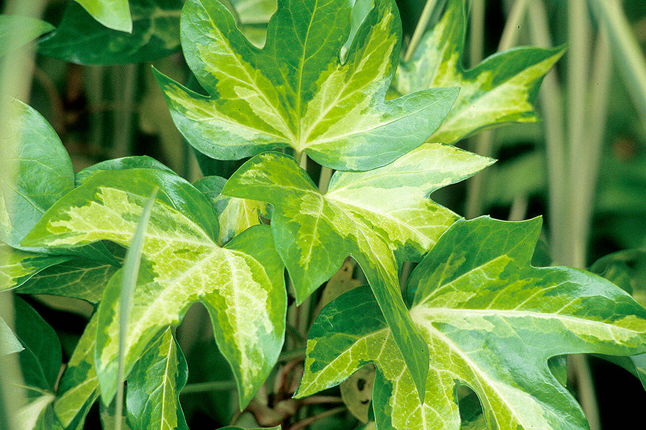× Fatshedera lizei ‘Annemieke’
GOLDEN VARIEGATED FATSHEDERA
