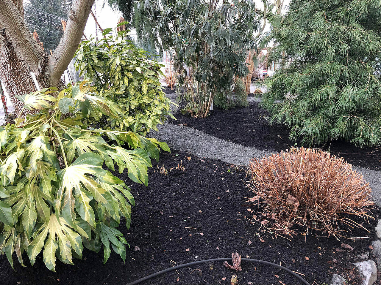 A fresh layer of mulch protects plants in a tropical bed in Steve Smith’s garden (Nicole Phillips)