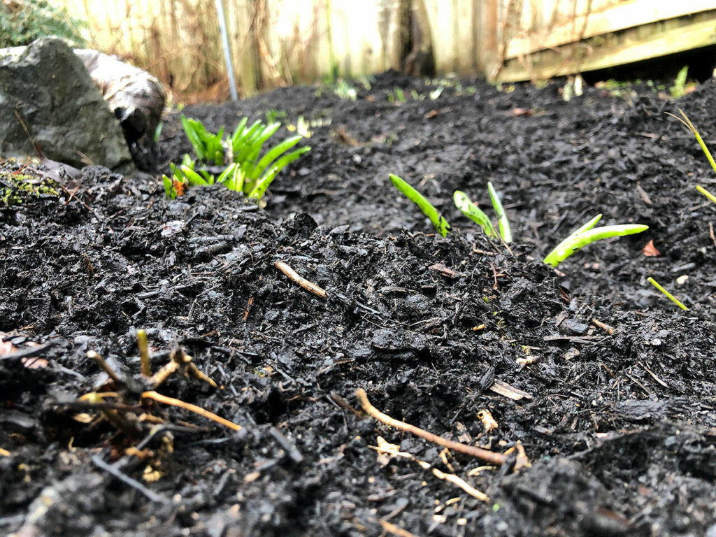 New plants poke through mulch. Steve Smith recommends yearly applications of compost. (Nicole Phillips)
