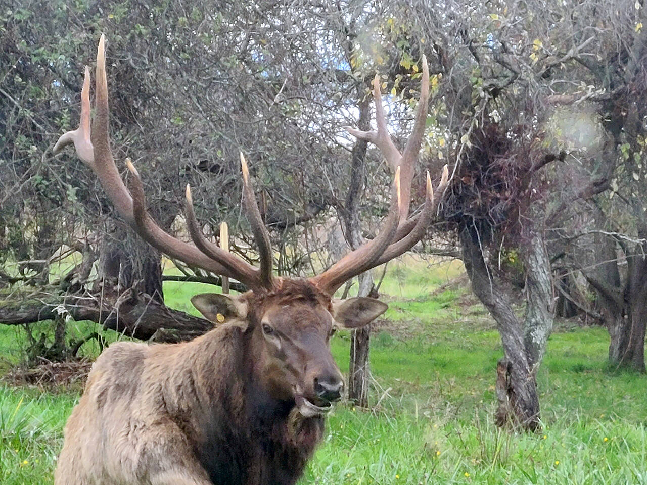 Bruiser, photographed here in November 2021, is Whidbey Island’s lone elk. People were concerned for his welfare after a rumor circulated on social media about his supposed death. A confirmed sighting of him was made Wednesday evening after the false post. (Jay Londo)