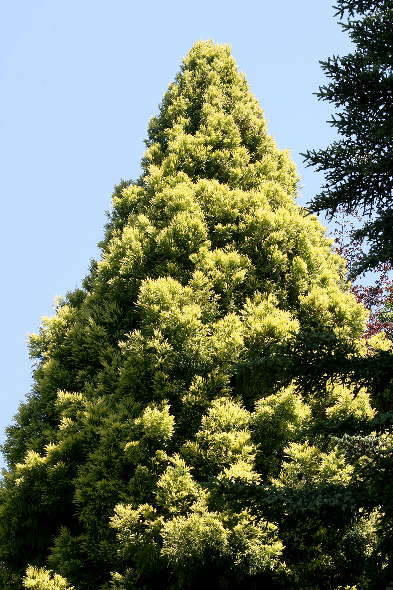 Cryptomeria japonica “Sekkan-sugi,” commonly known as golden Japanese cedar. (Richie Steffen)