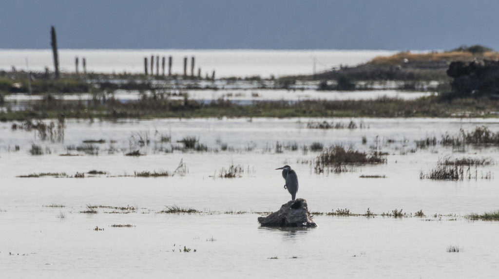 During high tide at Leque Island, a great blue heron sits atop a tree stump. (Andy Bronson / The Herald) 
