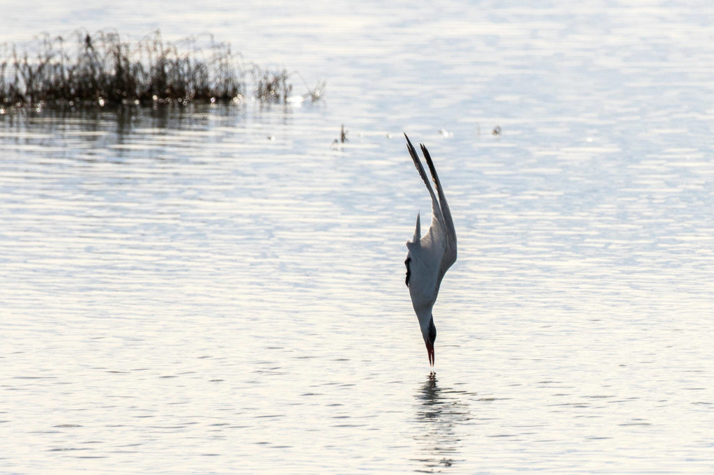 During high tide, a Caspian tern dives for fish at Leque Island near Stanwood. (Andy Bronson / The Herald) 
